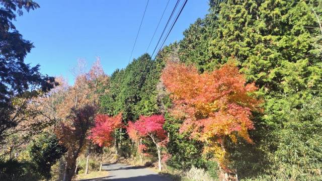 紅葉の遊心20231126