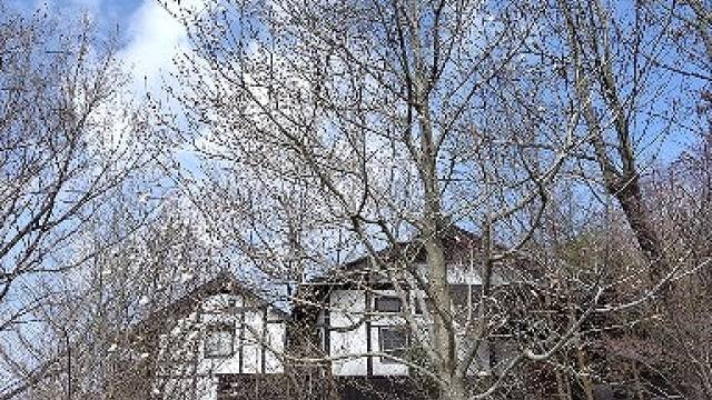 20260323花だより