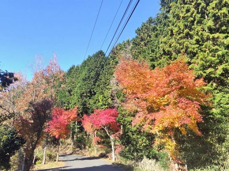 紅葉の遊心20231126