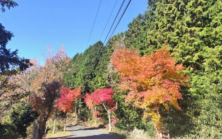 紅葉の遊心20231126