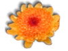 Captcha image 1914