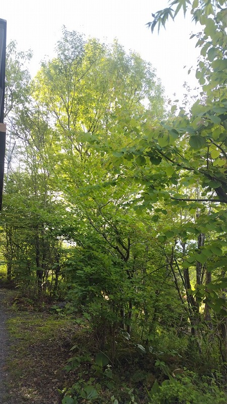 s 250430070852380