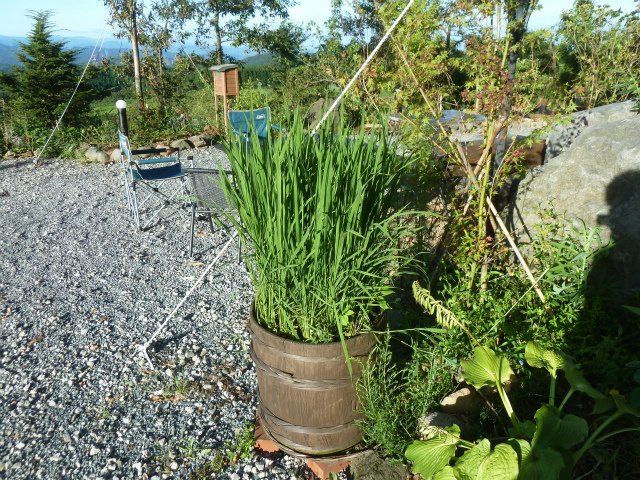 山椒 の 木 は 自宅 の 敷地 に 植え たら ダメ