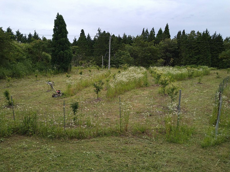 s-1717886972310.jpg
