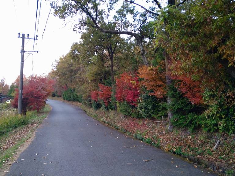 20251128紅葉