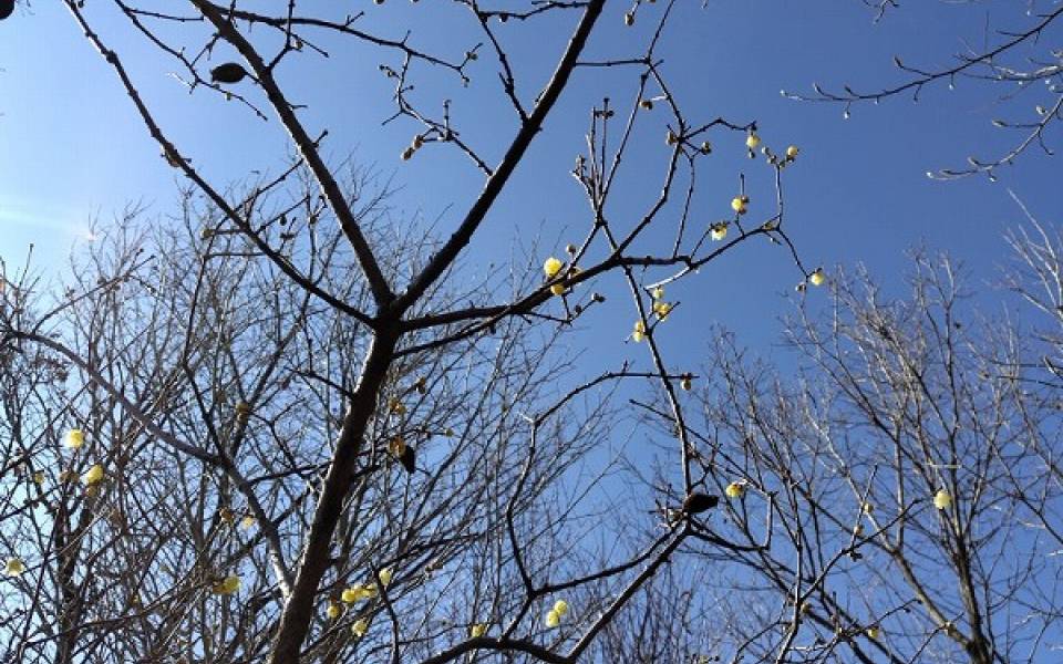 20260203明日は立春